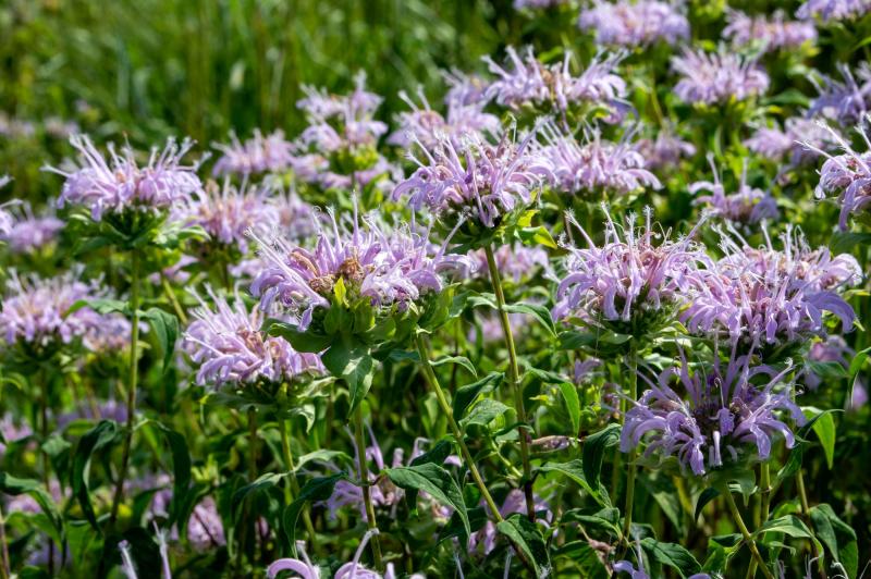 A swathe of purple-pink flowers bloom at the tips of thin green stems.
