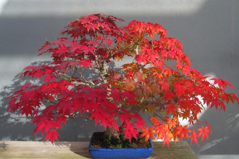 a red maple bonsai in fall color