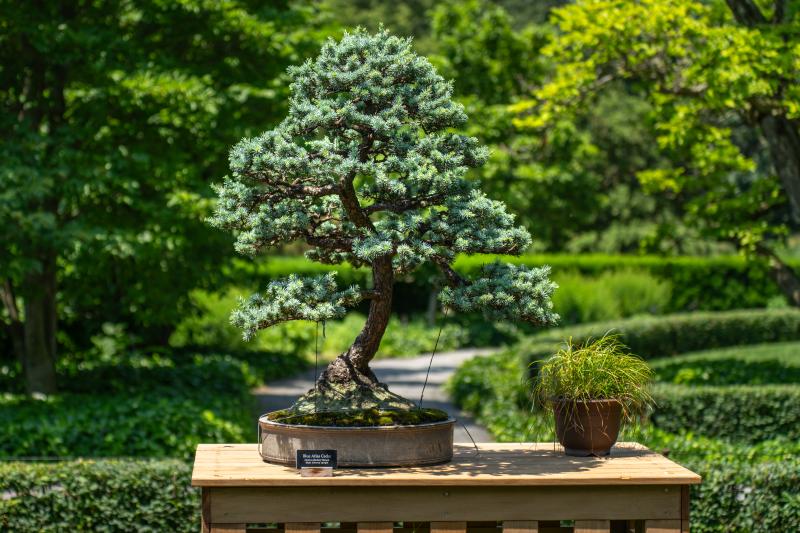 A bonsai tree planted in a gray pot is displayed outdoors on a wood table.