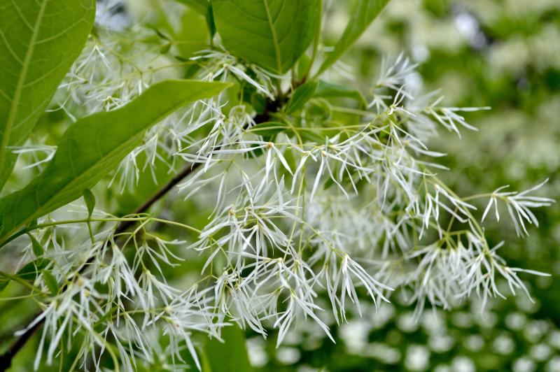 white fringe tree flowers