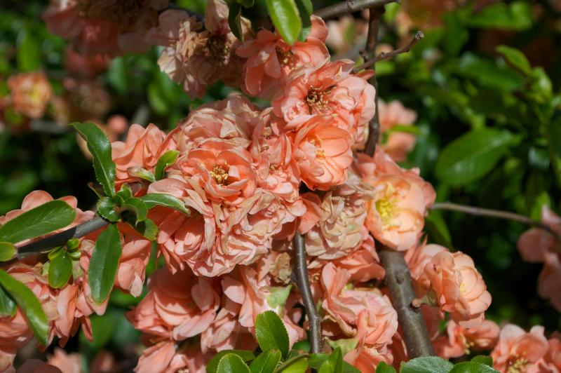 <em>Chaenomeles</em> x <em>superba</em> 'Cameo' (flowering quince) in BBG's Plant Family Collection.