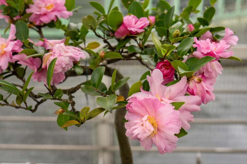 Pink flowers and green leaves sprout from a bonsai tree.