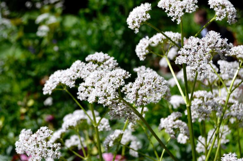 white valerian blossoms