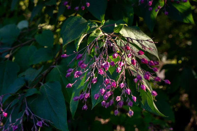 Small, pinkish purple flower buds hang from thin brown stems with a leafy green background.