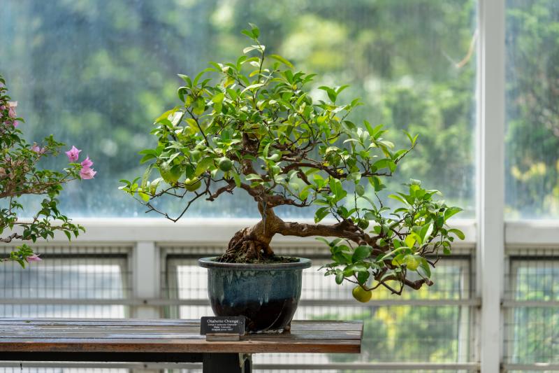 A bonsai tree bearing yellowish green fruit sits in a blue pot on a wooden table.