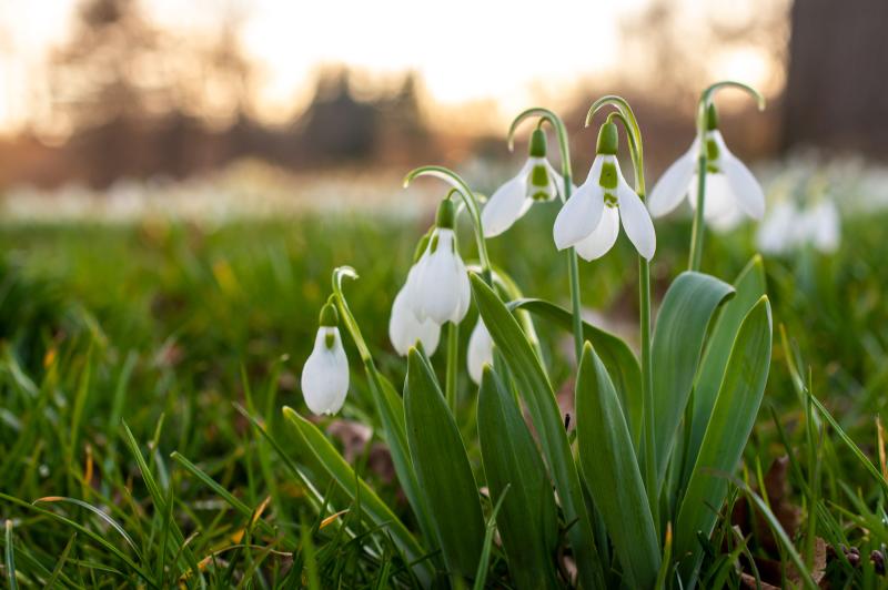 Snowdrop flowers at Brooklyn Botanic Garden photographed by Michael Stewart