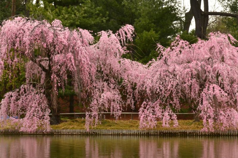 pink flowered weeping cherry trees along a pond