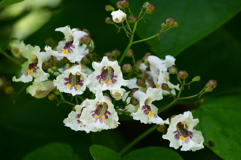 white catalpa flowers with purple and yellow markings