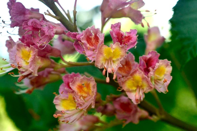 red horse chestnut blossoms