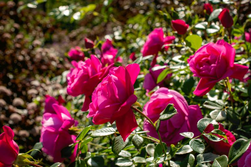 deep pink roses in bloom on a climbing shrub