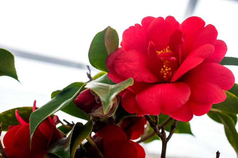 Bright red flowers of Camellia ‘Julia Drayton’ Bonsai photographed in Brooklyn Botanic Garden's Bonsai Museum by Michael Stewart