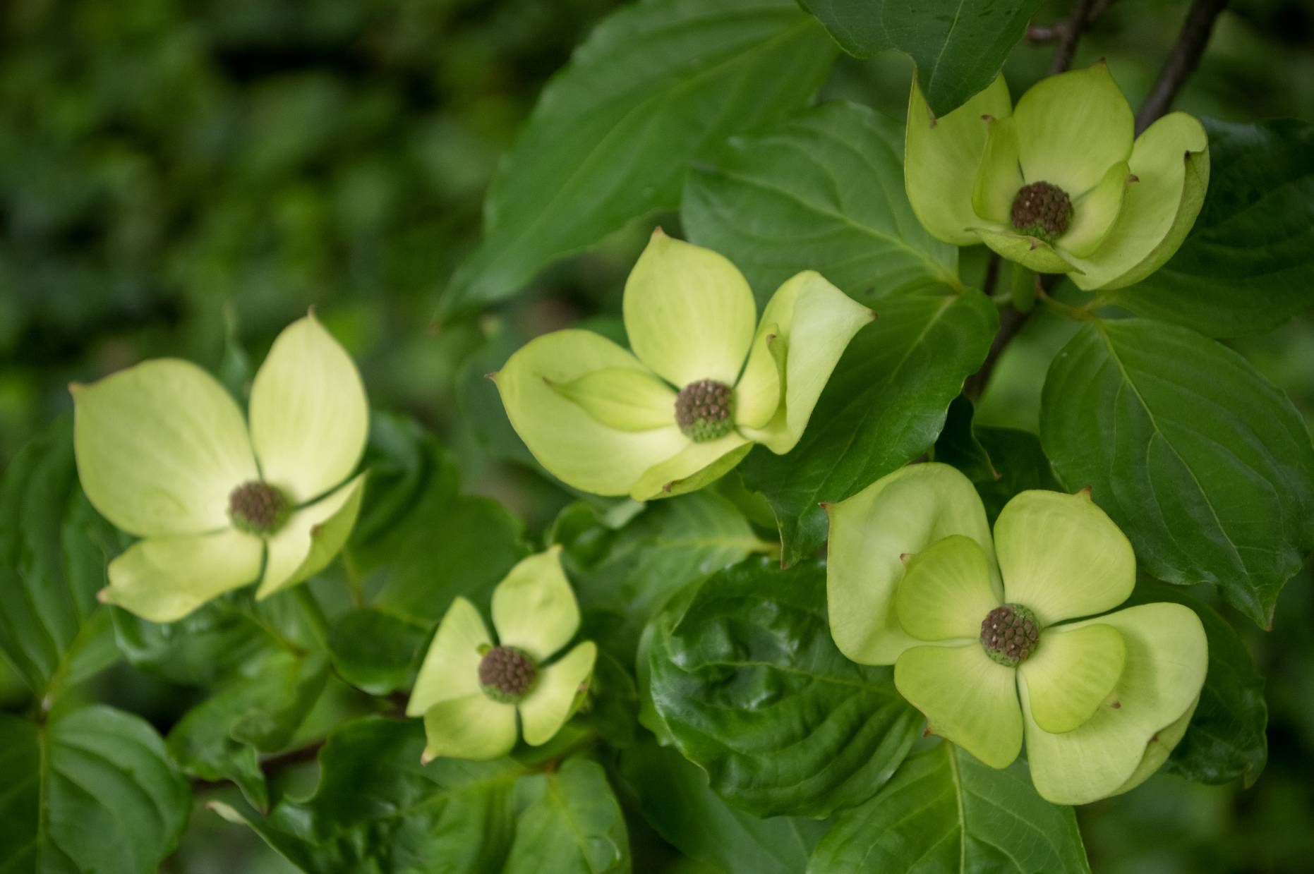 plant-finder-cornus-elwinortonii-venus-kn30-8-pbr-jersey