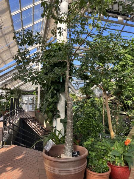In this greenhouse setting, a well-matured tree stands prominently in a terracotta pot, showcasing a robust trunk in the lush indoor environment. The tree is adorned with rich green leaves shown against the greenhouse's transparent roof