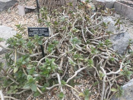 A sprawling plant that looks like a tangle of gray-brown stems, each ending in an arrangement of waxy, teardrop-shaped leaves with red edges. The leaf arrangement is opposite, with each pair turned 90° from the last.