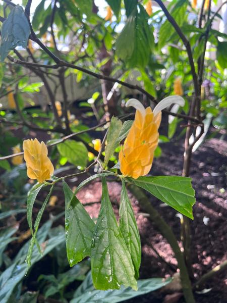 Close up of a flower that is tubular with over lapping yellow peddles and a few white peddles sticking out of the yellow.