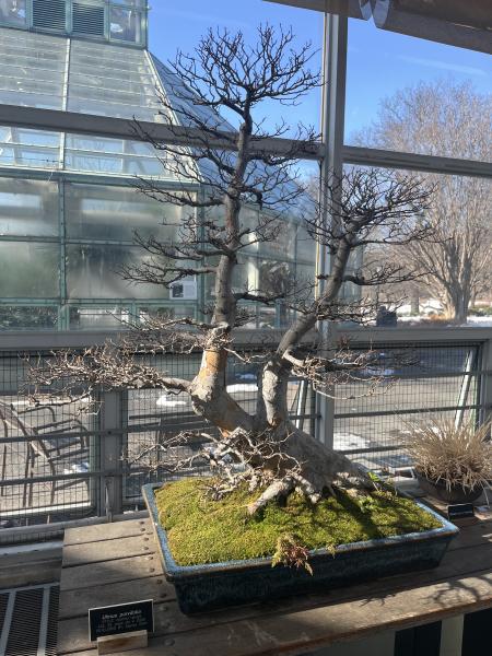 A bonsai tree without leaves, with intricate branching, showcasing a gnarled trunk and several thin, twig-like branches without leaves. The tree is planted in a rectangular black pot filled with green moss in a greenhouse.