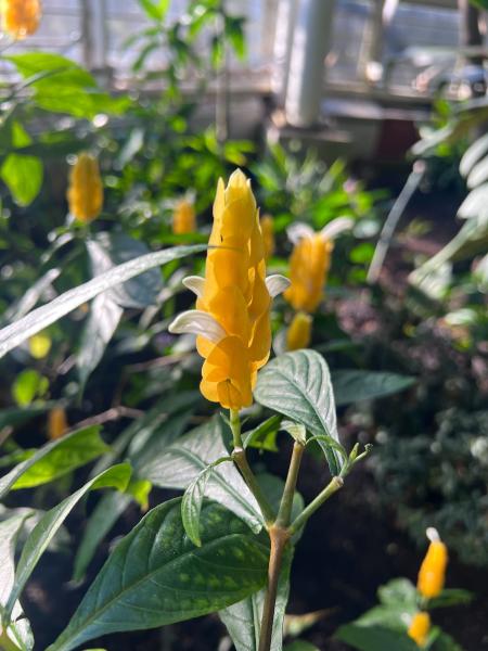 Close up of a flower that is tubular with over lapping yellow peddles and a few white peddles sticking out of the yellow.